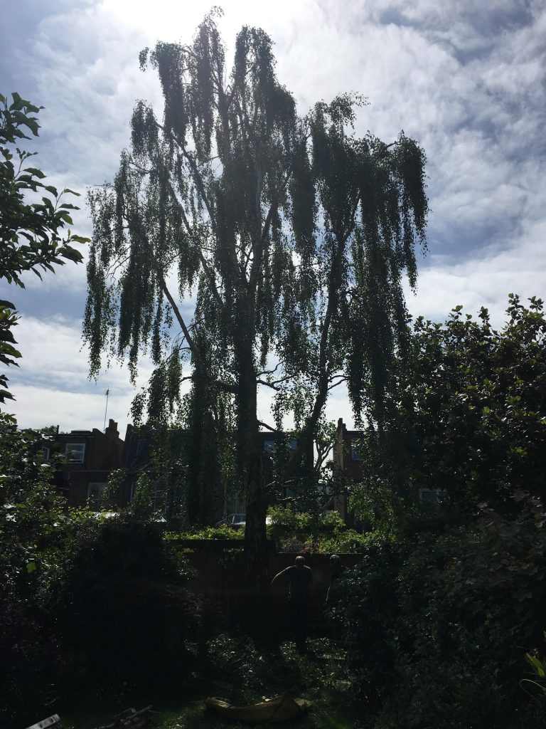 Silver Birch Reduction in Wandsworth Tree Surgeons Wimbledon, Clapham