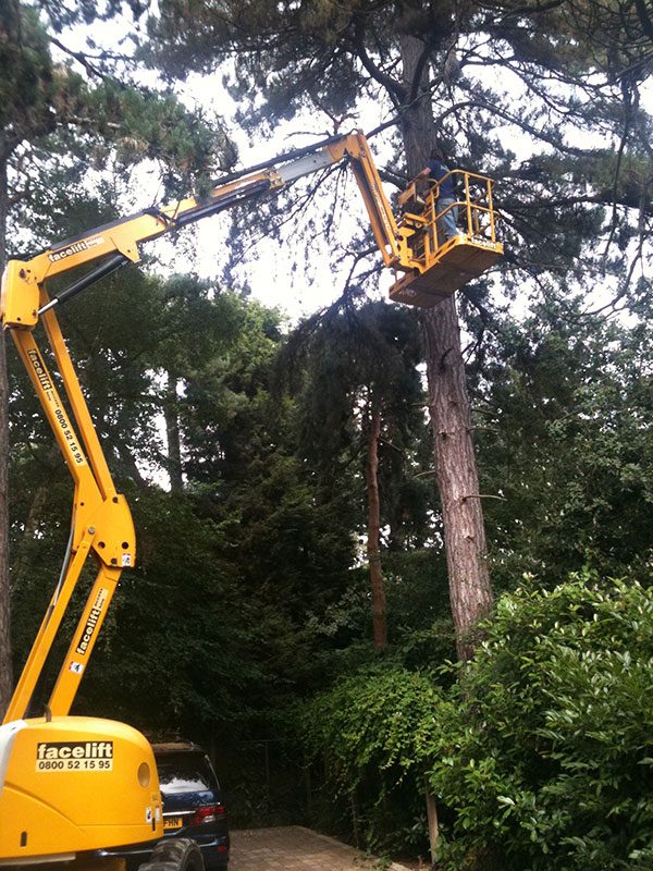 cherrypicker Tree Surgeons Wimbledon, Clapham, Wandsworth and South