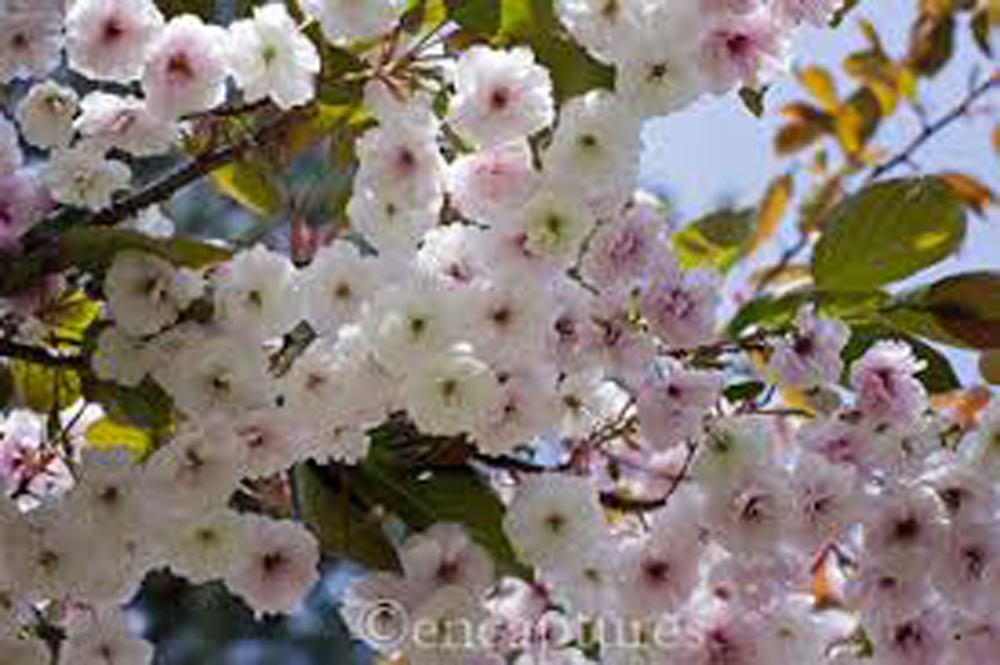 Take A Bough Tree Care S Ideas On 5 Trees For A Small Garden