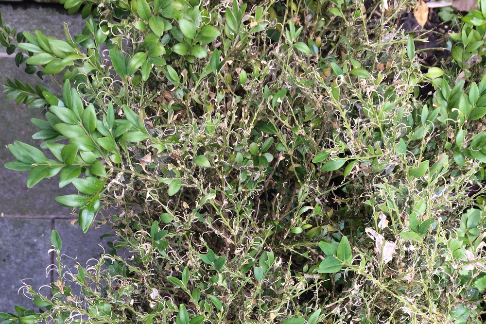 best treatment for boxwood blight best treatment for boxwood blight