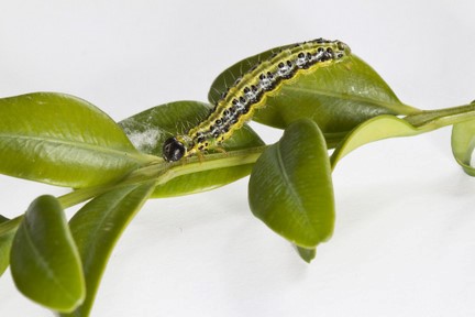 Box tree caterpillar