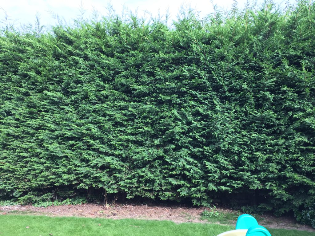 Hedge Trimming Services Results Hedge Cutting London