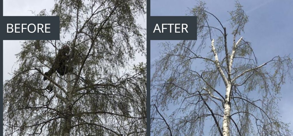 A sycamore tree in Wandsworth before and after crown reduction by Take A Bough's tree surgeons