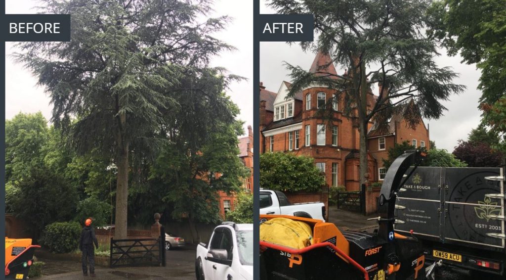 Crown thinning services being carried out for a client in London