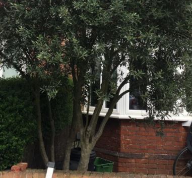 A neighbour's overhanging tree needing cutting