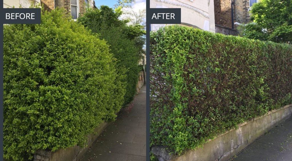 Results of a hedge trimming service by Take A Bough