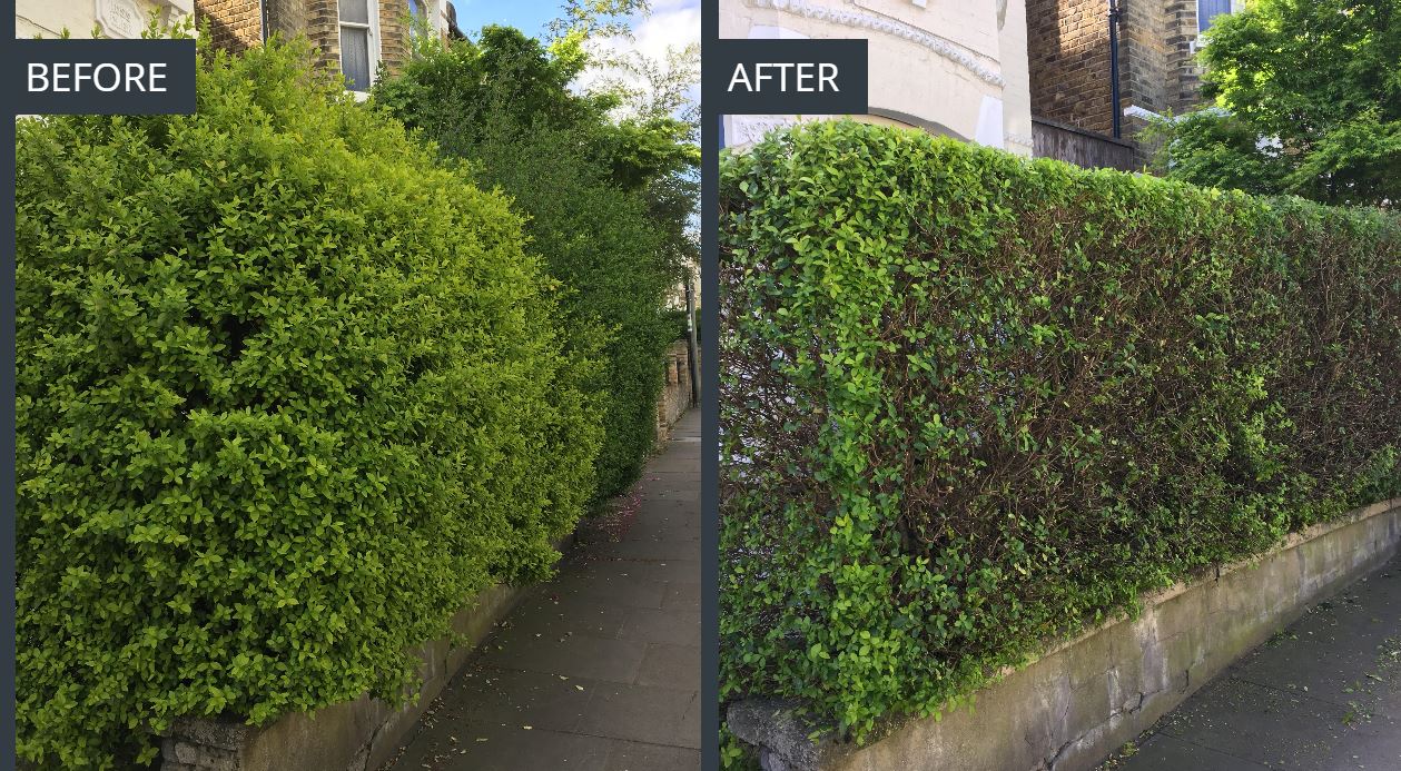 Hedge Trimming Services - South West London Hedge Cutting