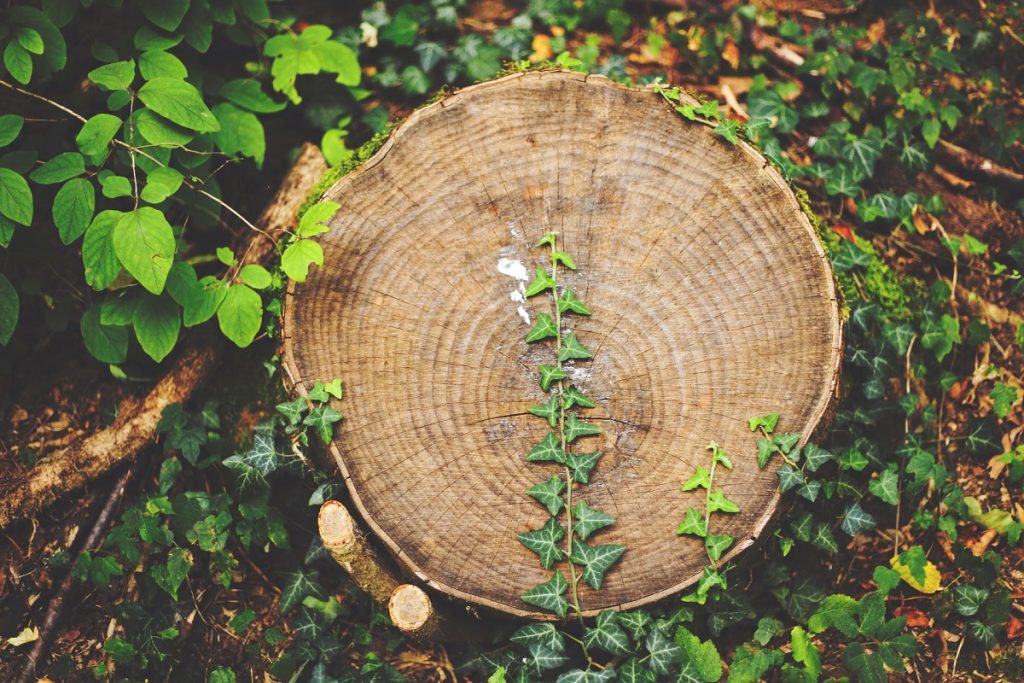 A stump Take A Bough can remove as part of their local tree stump removal service