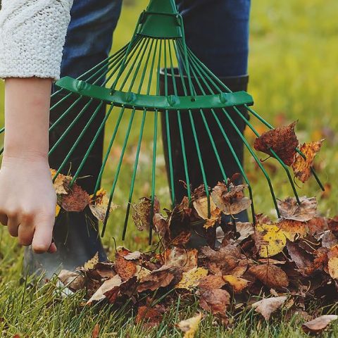 London garden clearance as part of Take A Bough's garden services