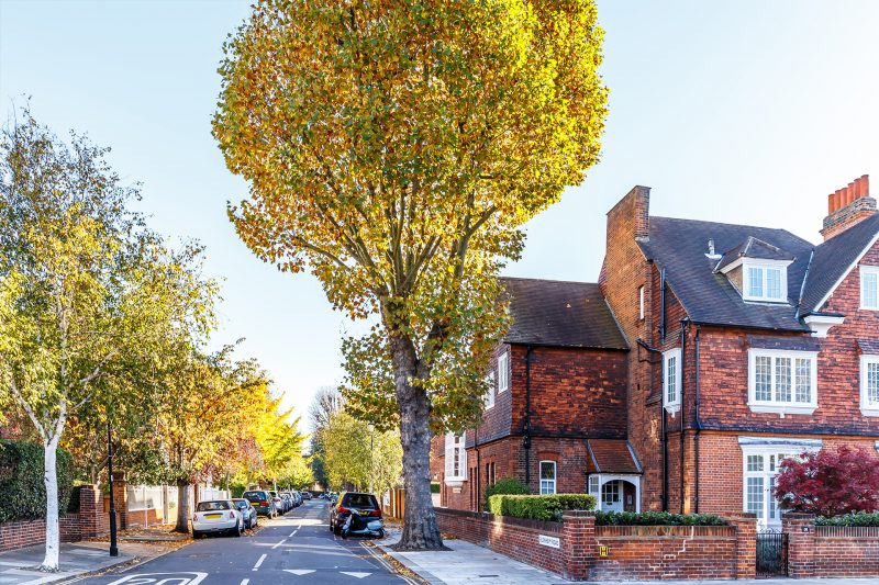 A large tree in London