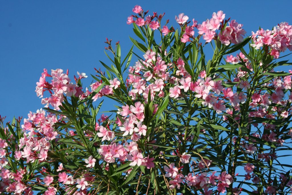 A plant requiring shrub maintenance services