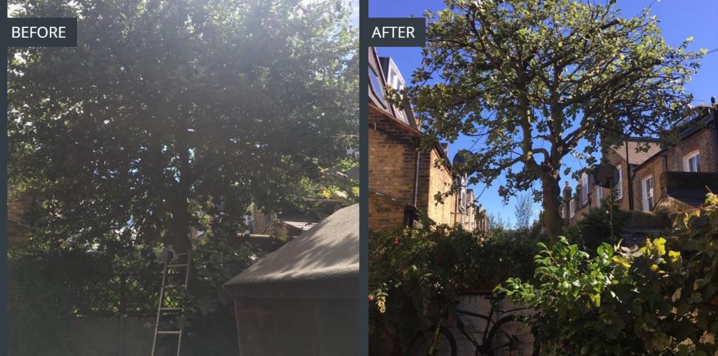 A tree pollarding service job for a customer in Battersea in London