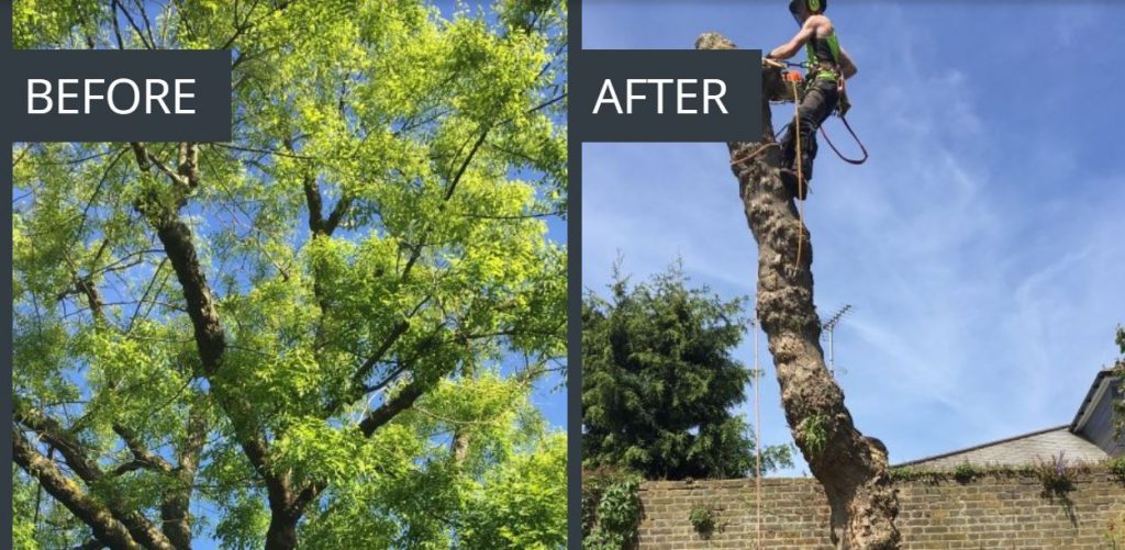 A tree removal service job in progress in Fulham in London