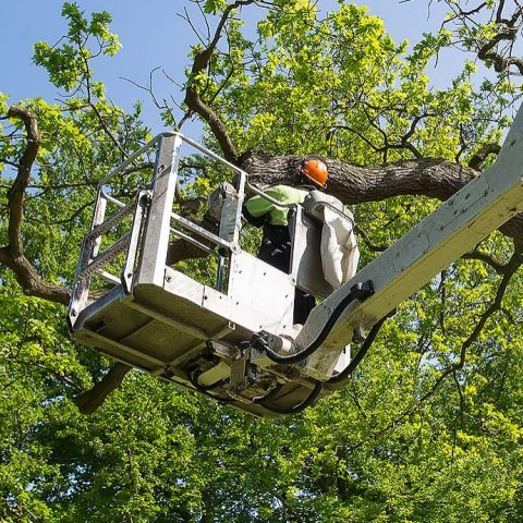 Wandsworth tree surgeon