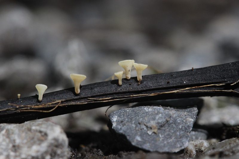 Ash dieback