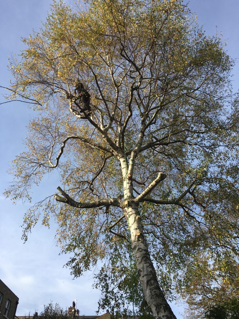 Silver Birch Removal (Kingston) Take A Bough London