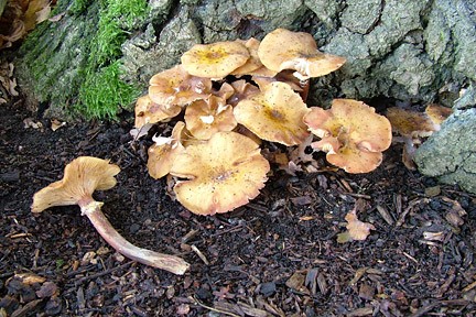 Fungi at the base of a tree
