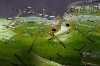 A close up of tree aphids