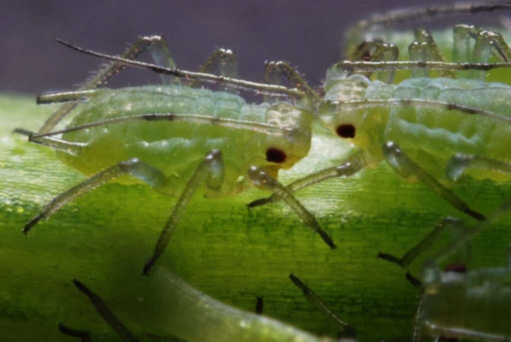 Aphid Removal How To Treat Tree Aphids Take A Bough