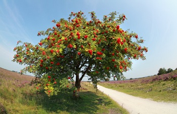 A rowan tree