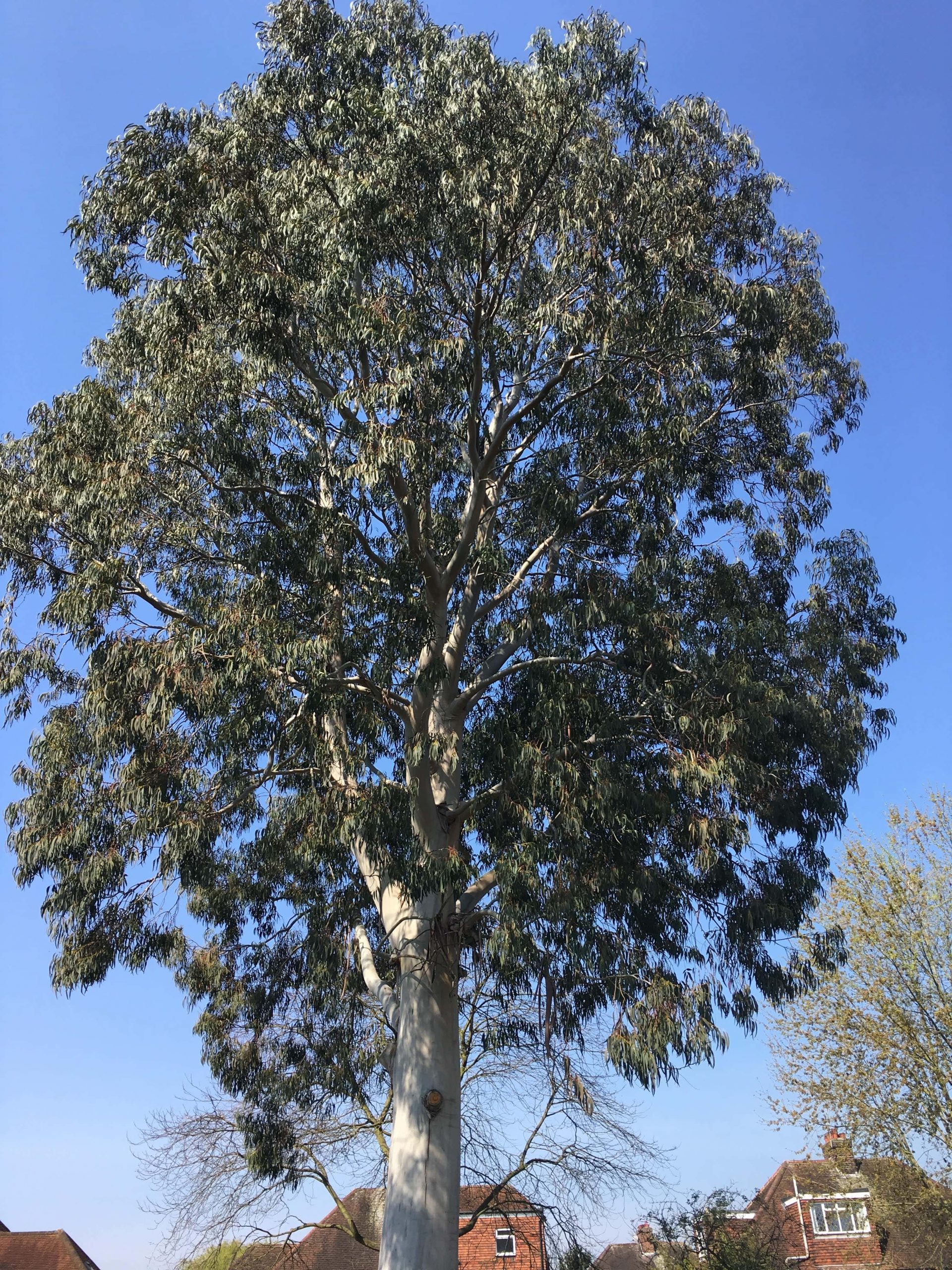 eucalyptustreereductionrichmondbefore Tree Surgeons