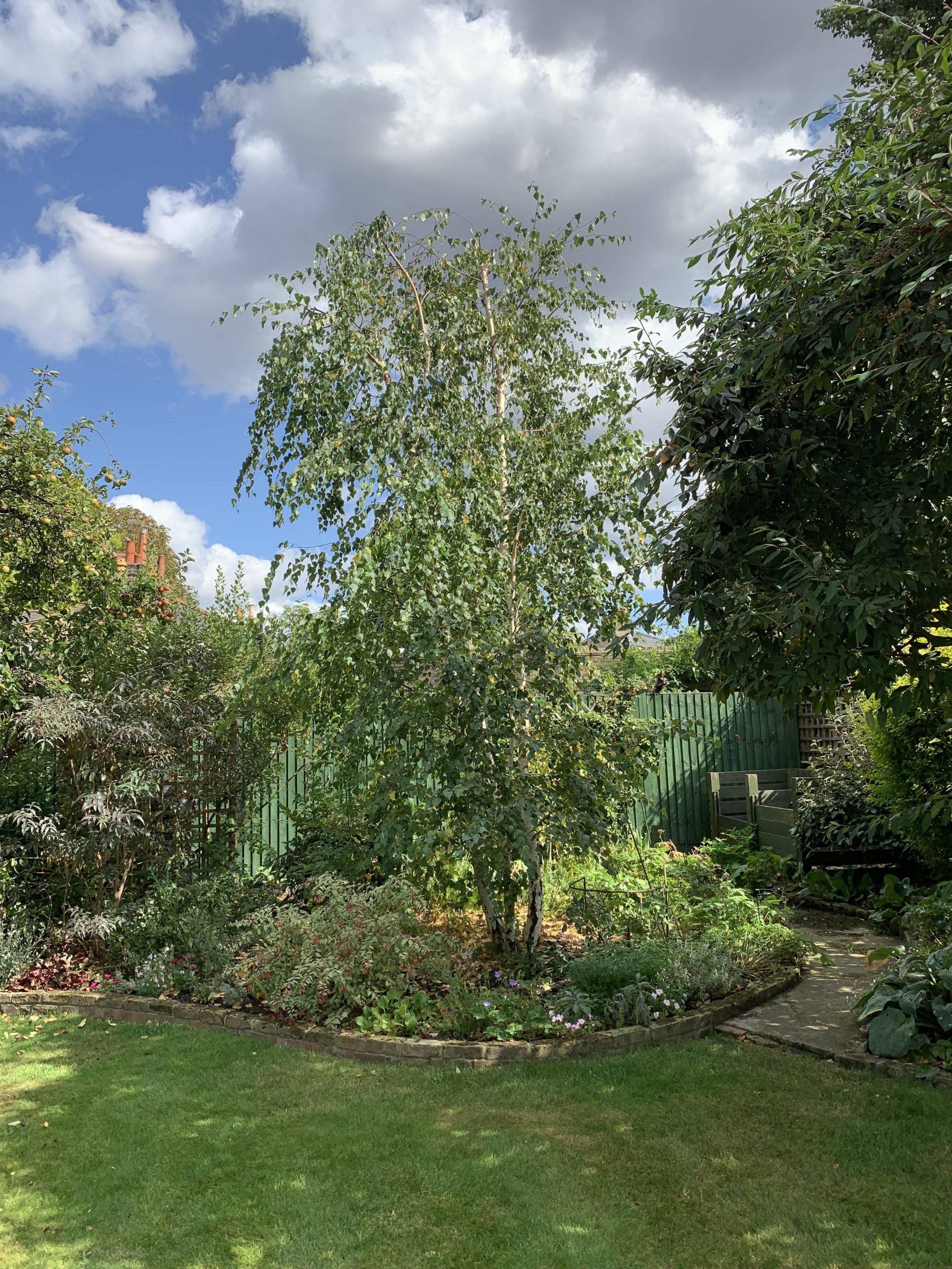 silverbirchearlsfieldwandsworthaftertreepruning Tree Surgeons
