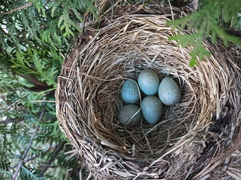Bird's nest in a tree