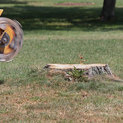 stump grinding