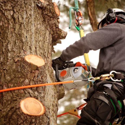 A tree surgeon tree trimming and pruning