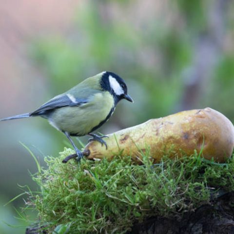 A bird eating fruit fallen from a fruit tree