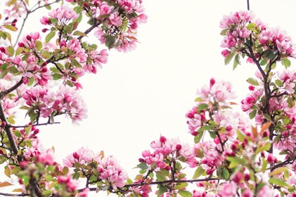 Fruit tree blossom