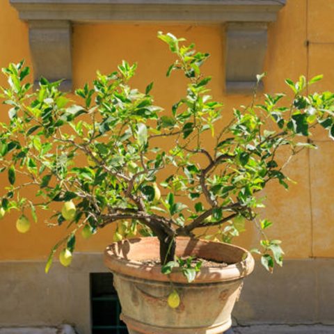 Pot grown fruit tree