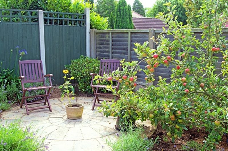 Fruit tree growing in a small urban garden