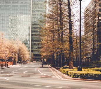 Urban trees near Canary Wharf in London