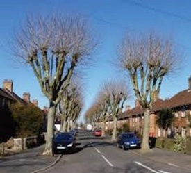 Pollarded trees lining a suburban road