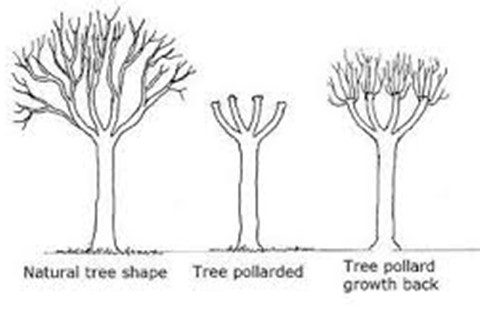 The stages of pollarding