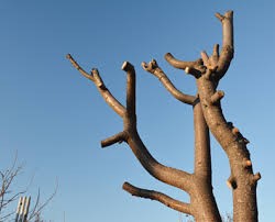 Topped tree with its branches cut away