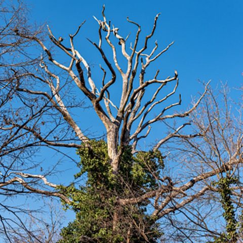 A tree needing removal