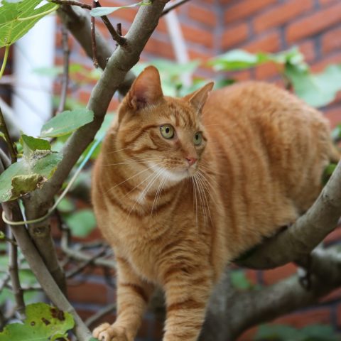 A ginger cat in a tree