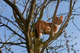 A cat stuck up a tree