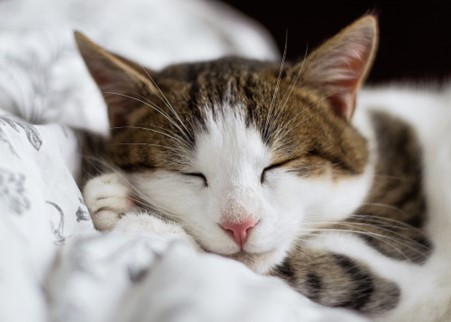 A cat sleeping happily after being rescued from a tree