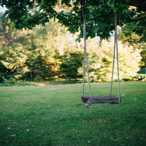 Swing hung from a tree