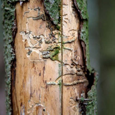 Ash dieback