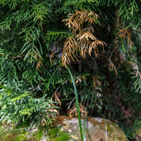 Tree needles going brown