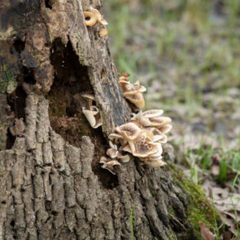 Fungus growing on a tree