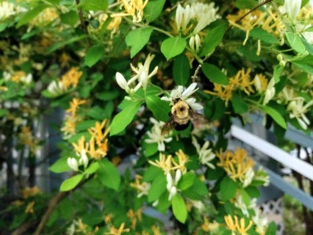 Bee in a tree