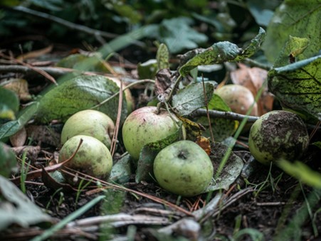 Apples fallen from a tree