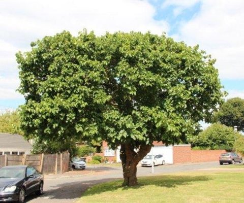 New Malden mulberry tree