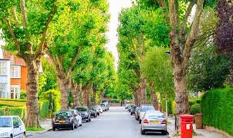 Trees line an avenue in New Malden