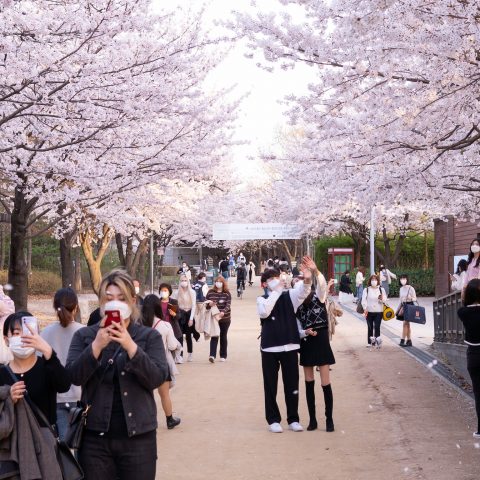 Hanami blossom celebration in Japan